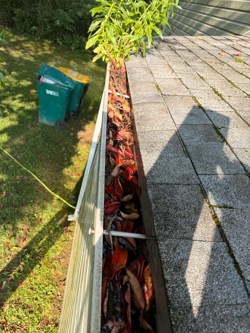 Gutter overflowing with leaves and a growing sapling before cleaning